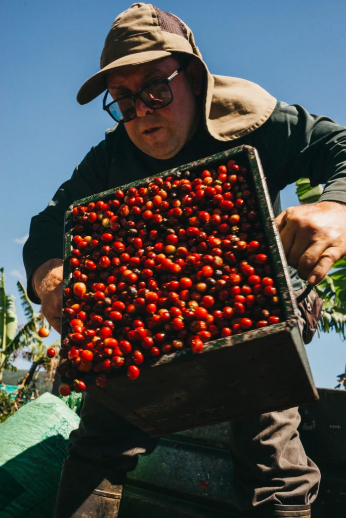 Coffee picker tipping a crate of ripe red coffee cherries during the harvest in Costa Rica