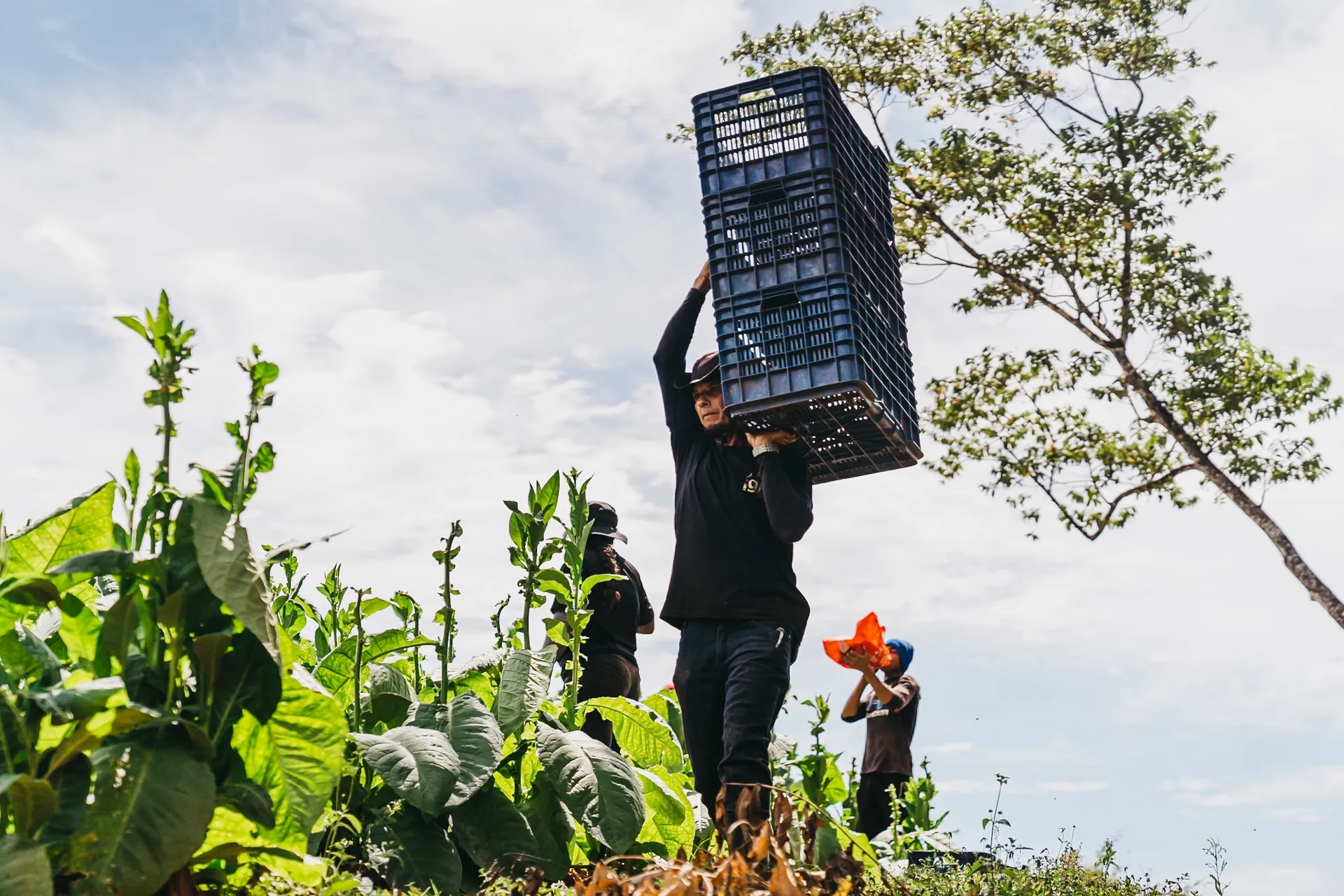 Costa Rica stringer photography selected work