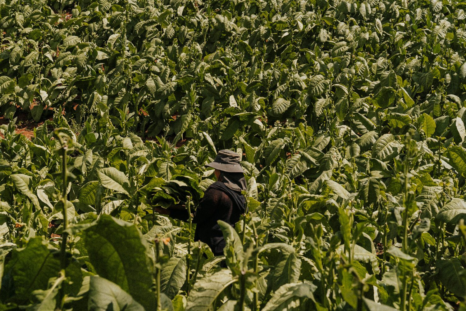 Tobacco Production in Costa Rica: From Field to Hand-Rolled Cigars 10