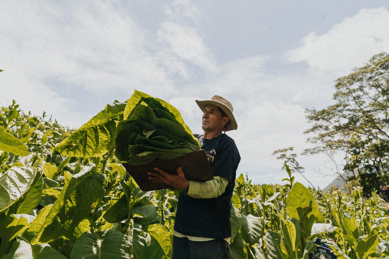 Tobacco Production in Costa Rica: From Field to Hand-Rolled Cigars 12