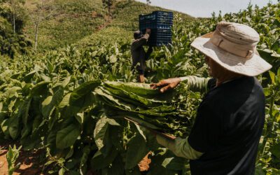 Tobacco Production in Costa Rica: From Field to Hand-Rolled Cigars