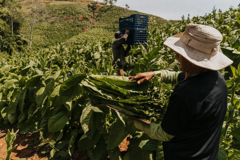 Before The Decisive Moment | A Blog to Share Photography Knowledge and Inpire Exploration 36 Tobacco Production in Costa Rica: From Field to Hand-Rolled Cigars