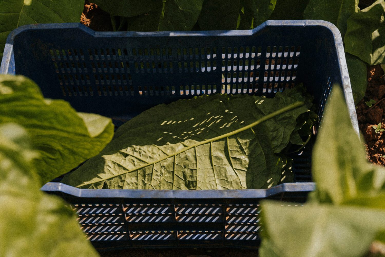 Tobacco Production in Costa Rica: From Field to Hand-Rolled Cigars 16