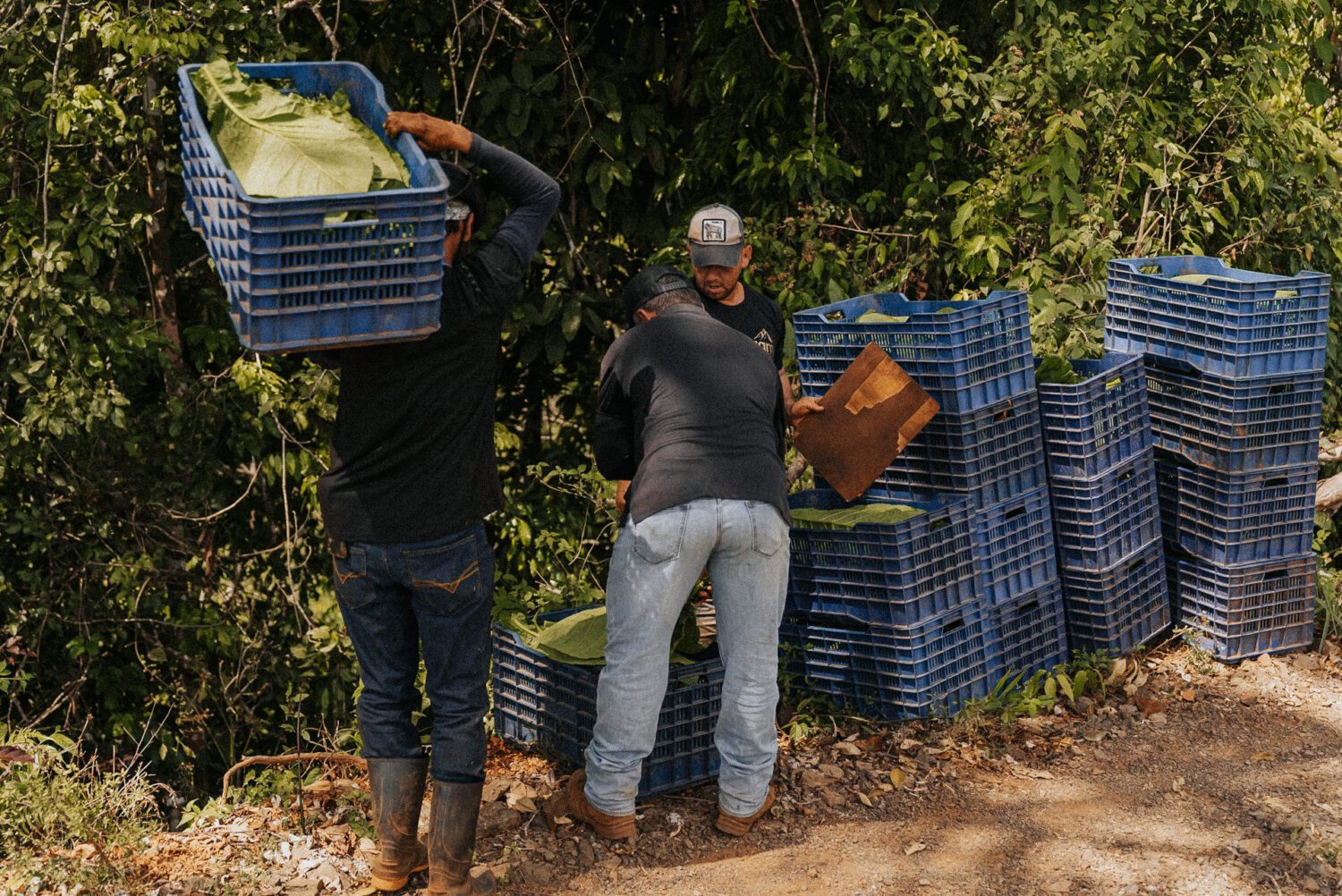 Tobacco Production in Costa Rica: From Field to Hand-Rolled Cigars 18