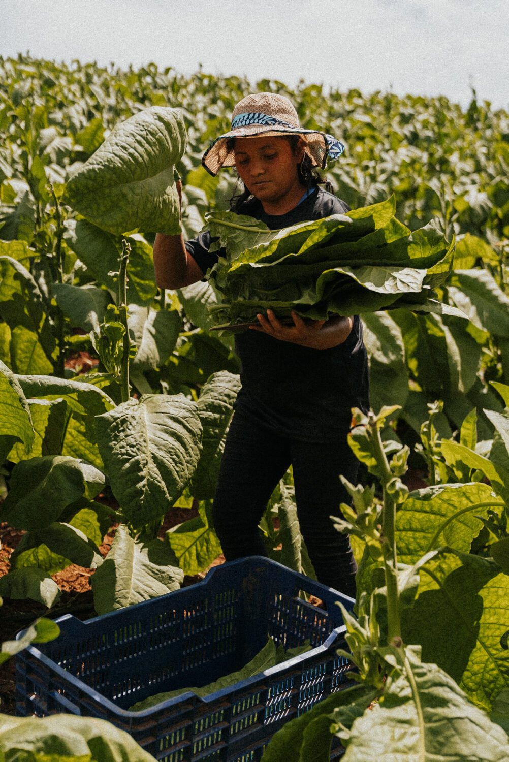 Tobacco Production in Costa Rica: From Field to Hand-Rolled Cigars 20