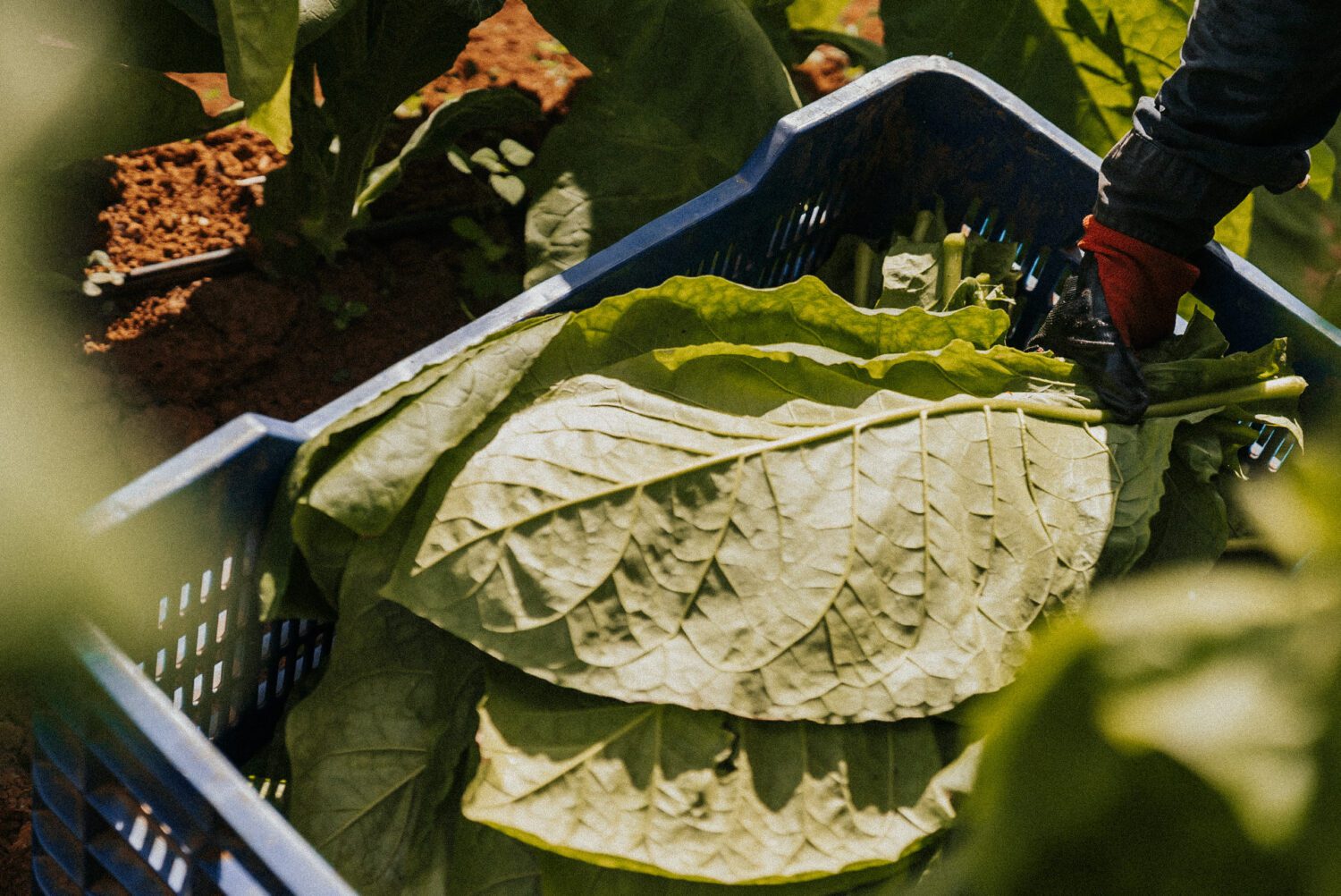 Tobacco Production in Costa Rica: From Field to Hand-Rolled Cigars 22