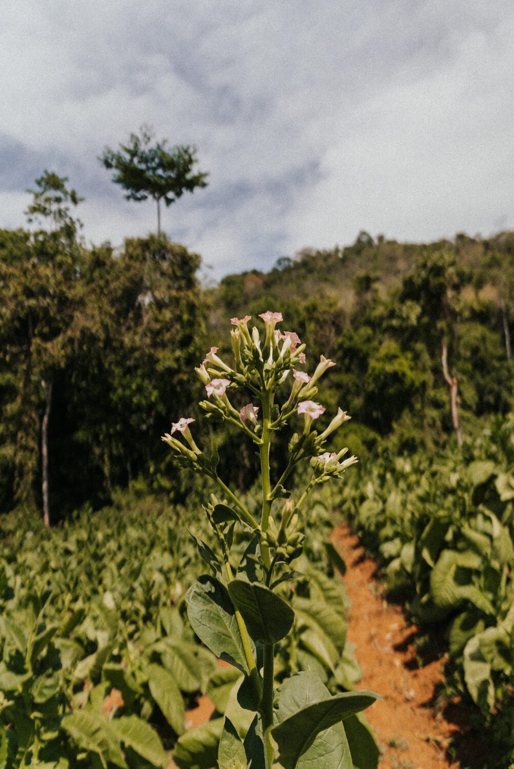 Tobacco Production in Costa Rica: From Field to Hand-Rolled Cigars 24