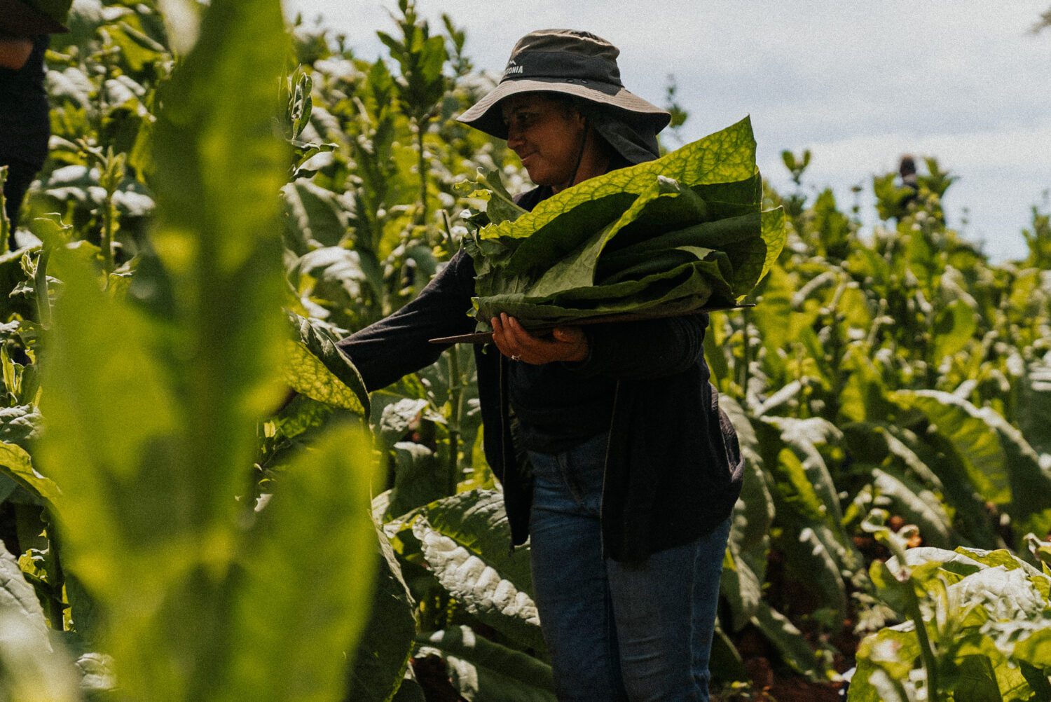 Tobacco Production in Costa Rica: From Field to Hand-Rolled Cigars 26