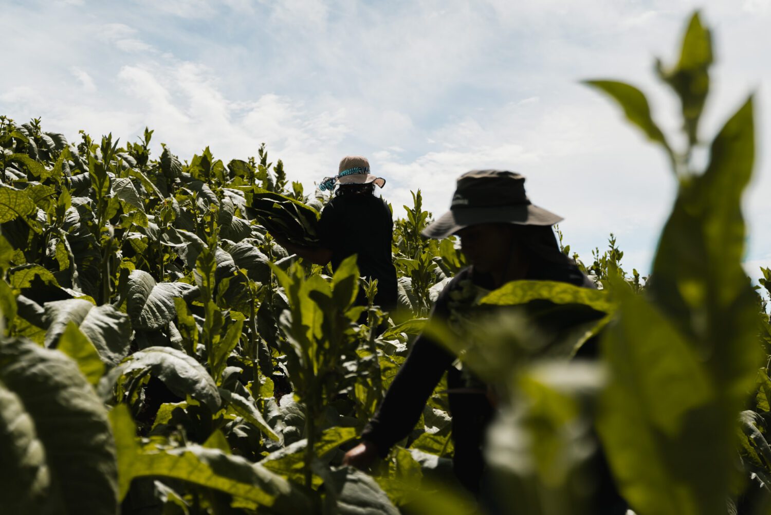 Tobacco Production in Costa Rica: From Field to Hand-Rolled Cigars 28