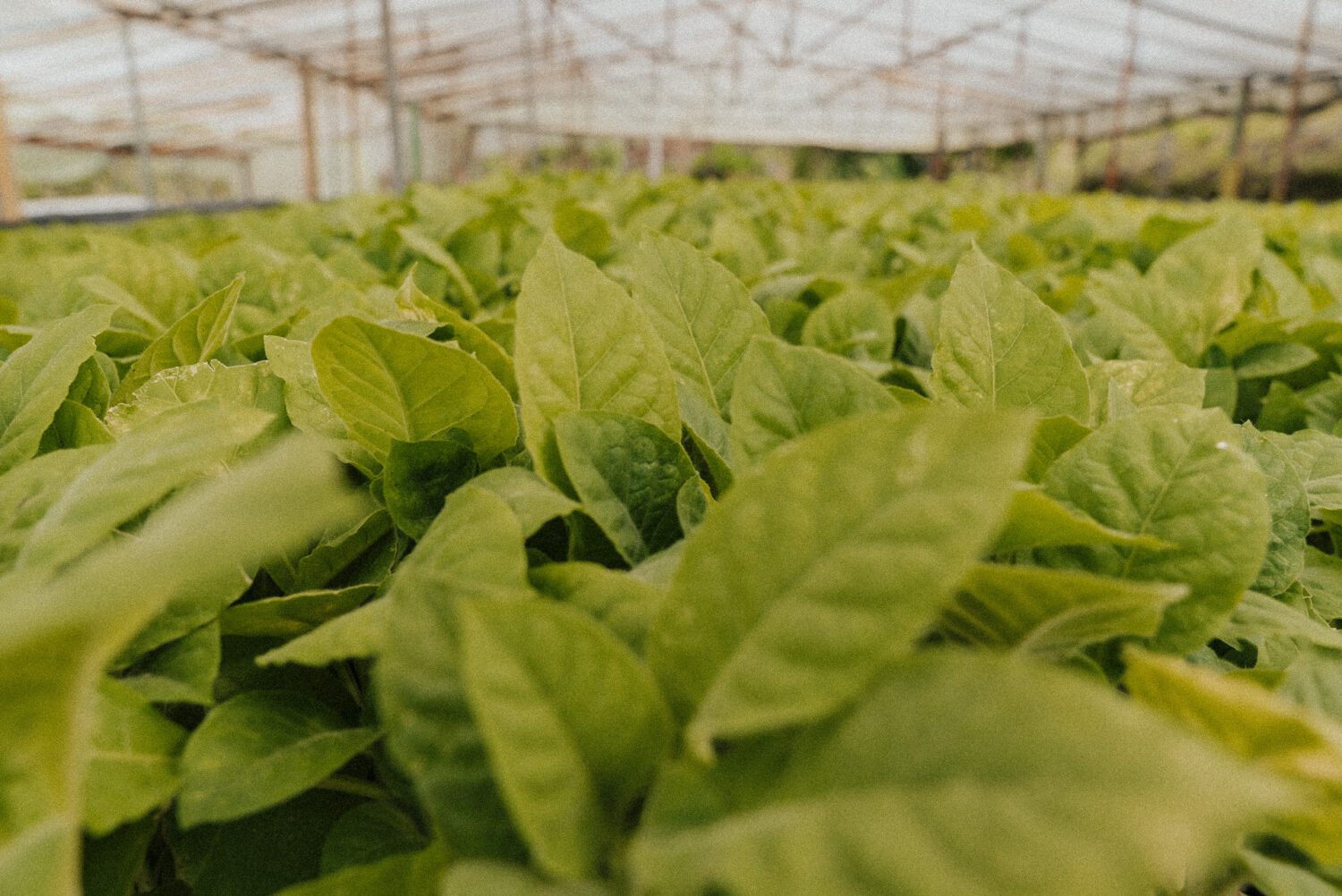 Tobacco Production in Costa Rica: From Field to Hand-Rolled Cigars 4