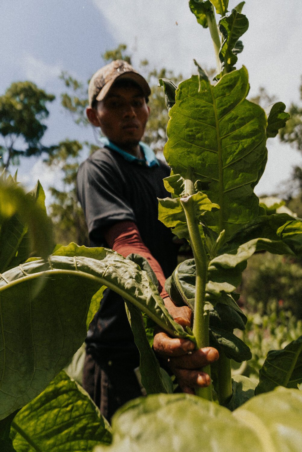 Tobacco Production in Costa Rica: From Field to Hand-Rolled Cigars 30