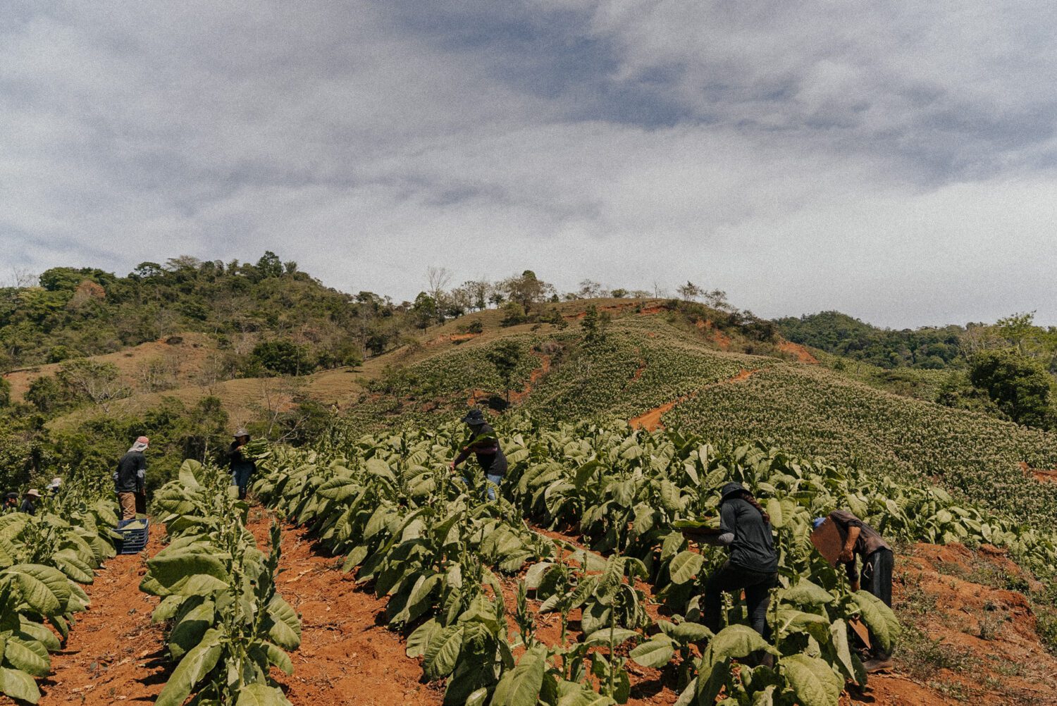 Tobacco Production in Costa Rica: From Field to Hand-Rolled Cigars 32