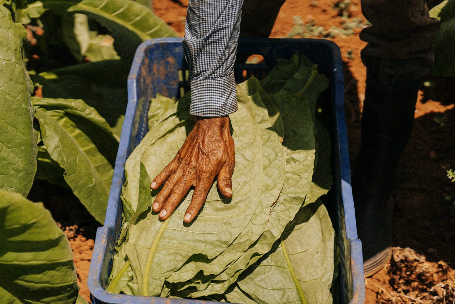 Tobacco Production in Costa Rica: From Field to Hand-Rolled Cigars 34