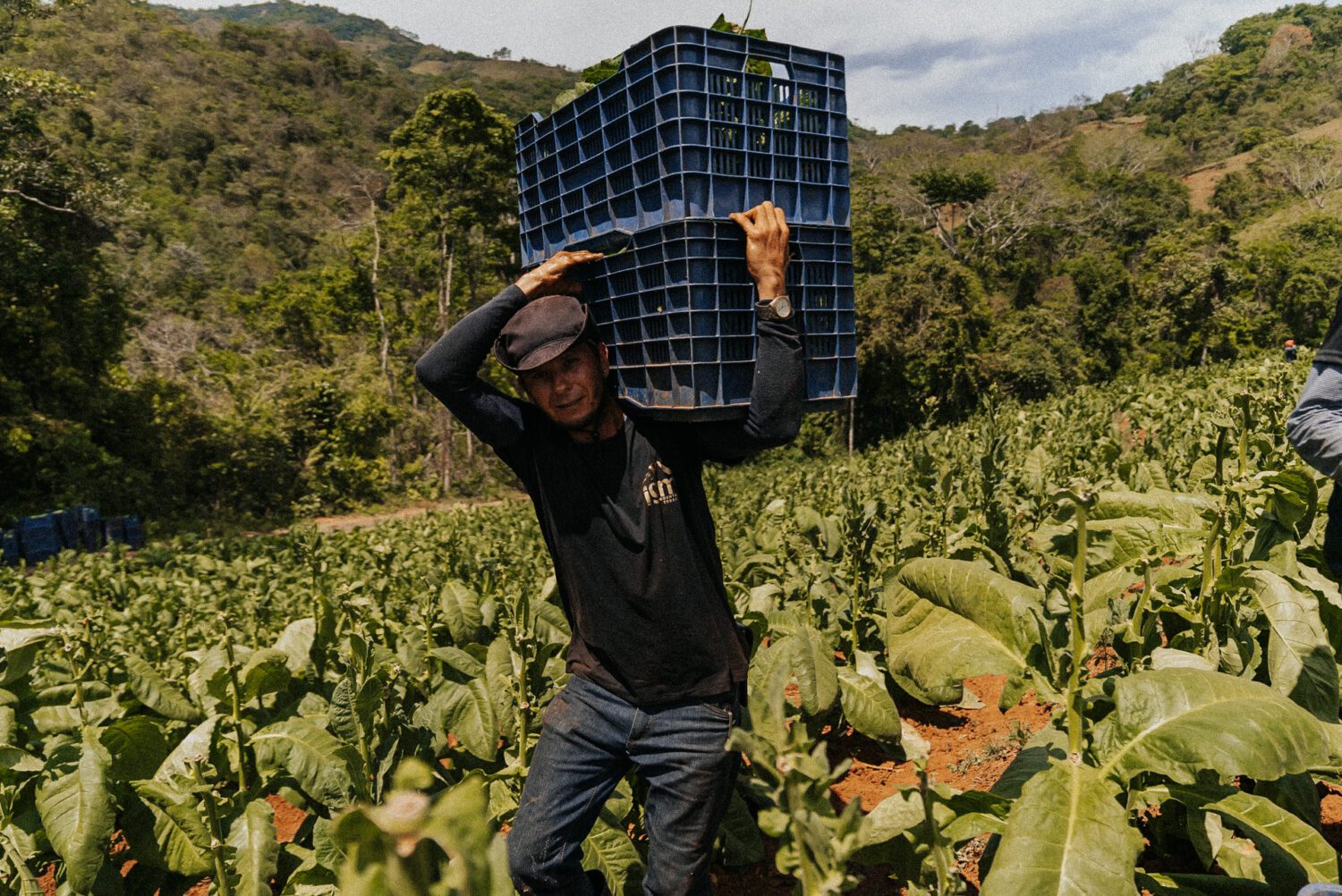 Tobacco Production in Costa Rica: From Field to Hand-Rolled Cigars 36