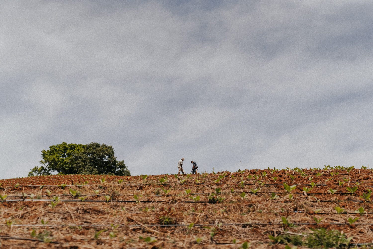 Tobacco Production in Costa Rica: From Field to Hand-Rolled Cigars