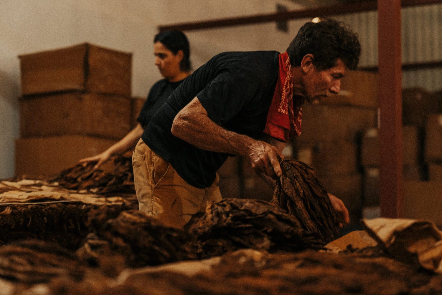 Tobacco Production in Costa Rica: From Field to Hand-Rolled Cigars 48