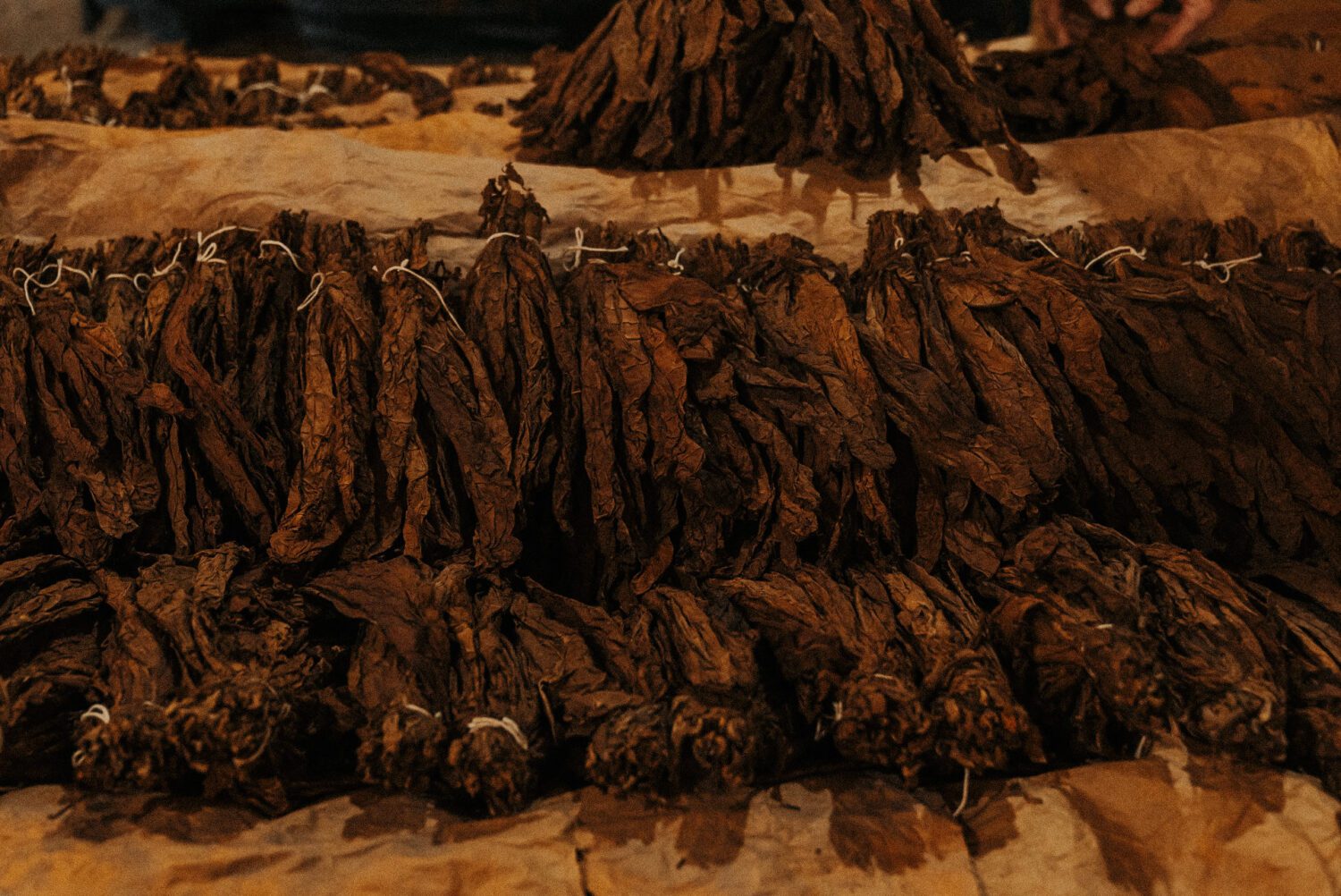 Tobacco Production in Costa Rica: From Field to Hand-Rolled Cigars 50