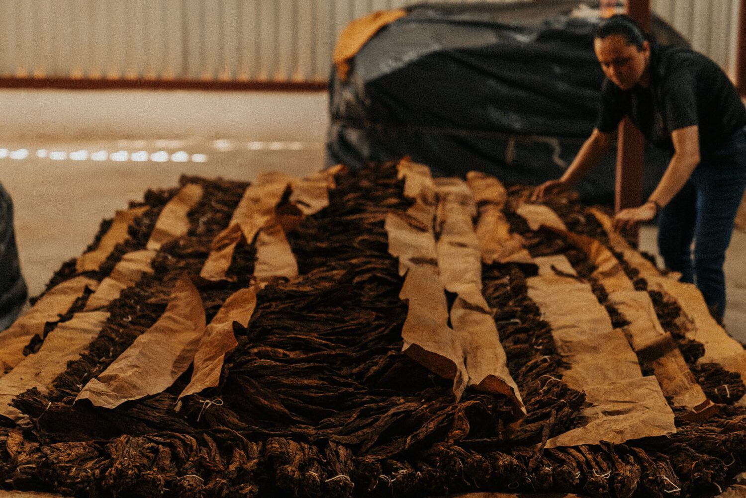 Tobacco Production in Costa Rica: From Field to Hand-Rolled Cigars 52