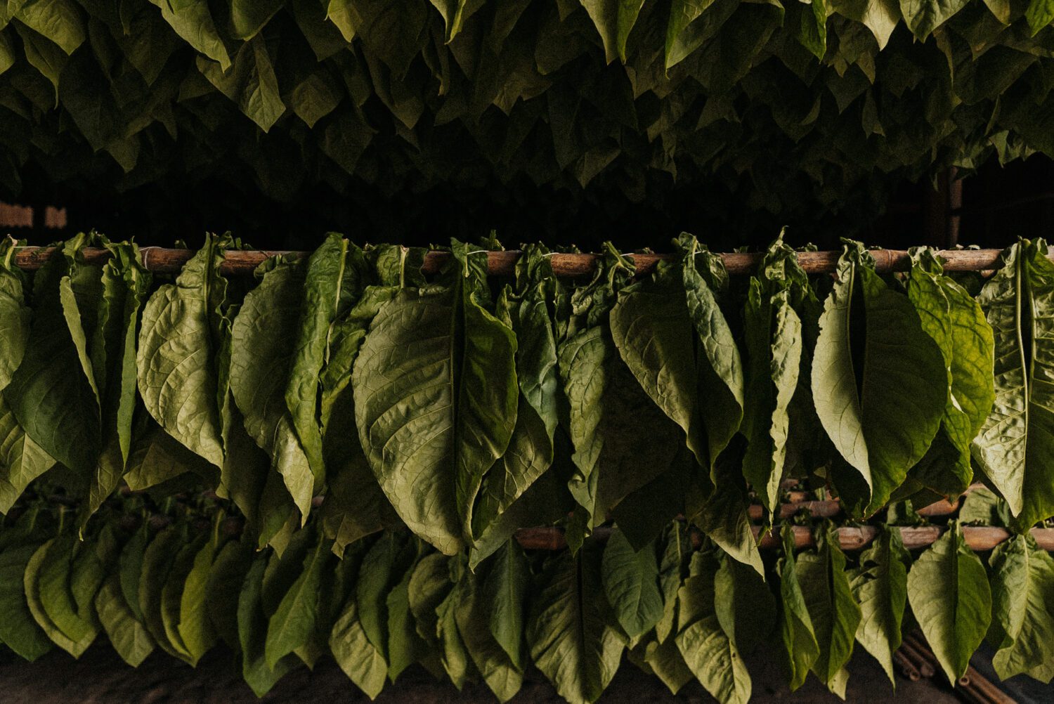 Tobacco Production in Costa Rica: From Field to Hand-Rolled Cigars 46