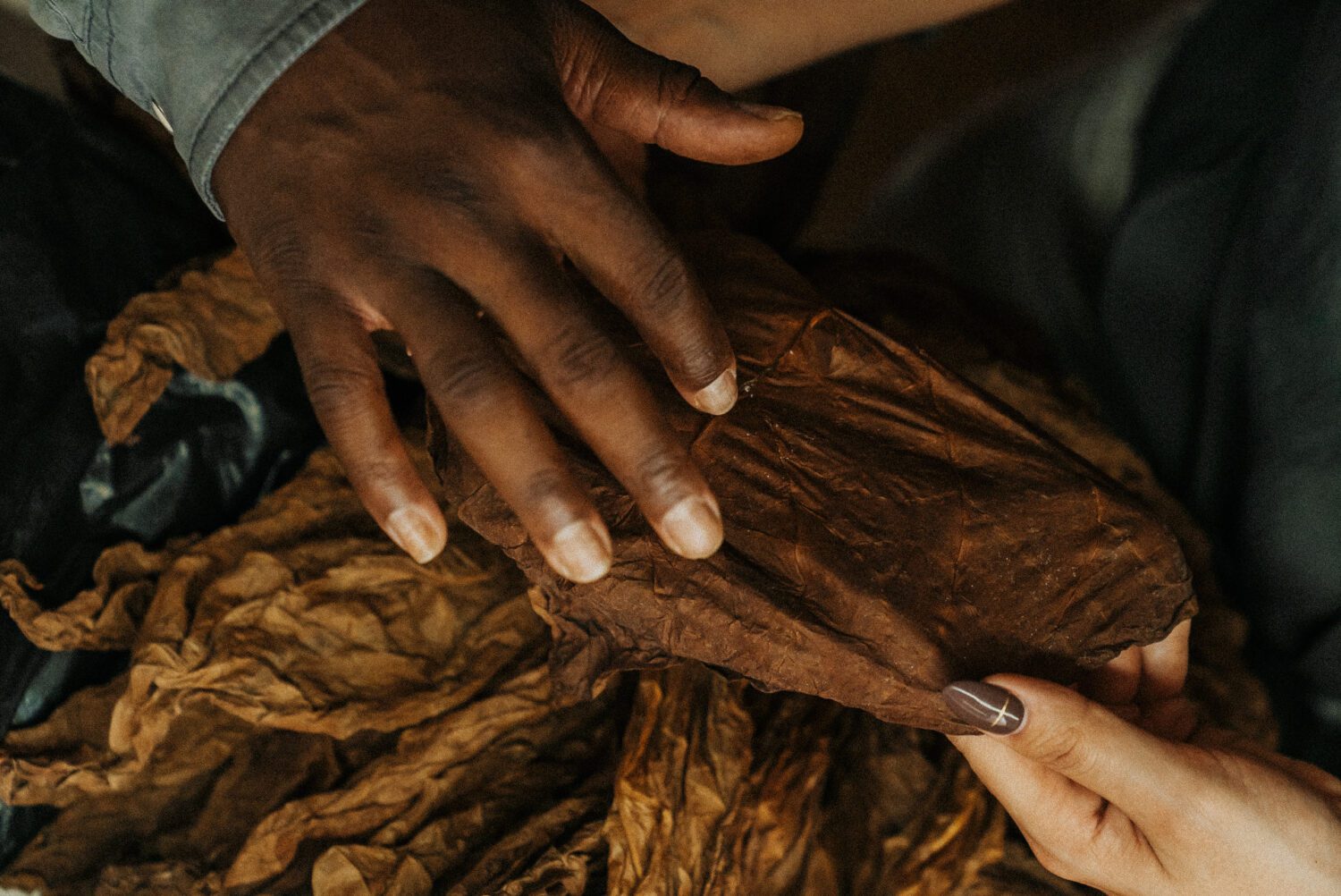 Tobacco Production in Costa Rica: From Field to Hand-Rolled Cigars 62