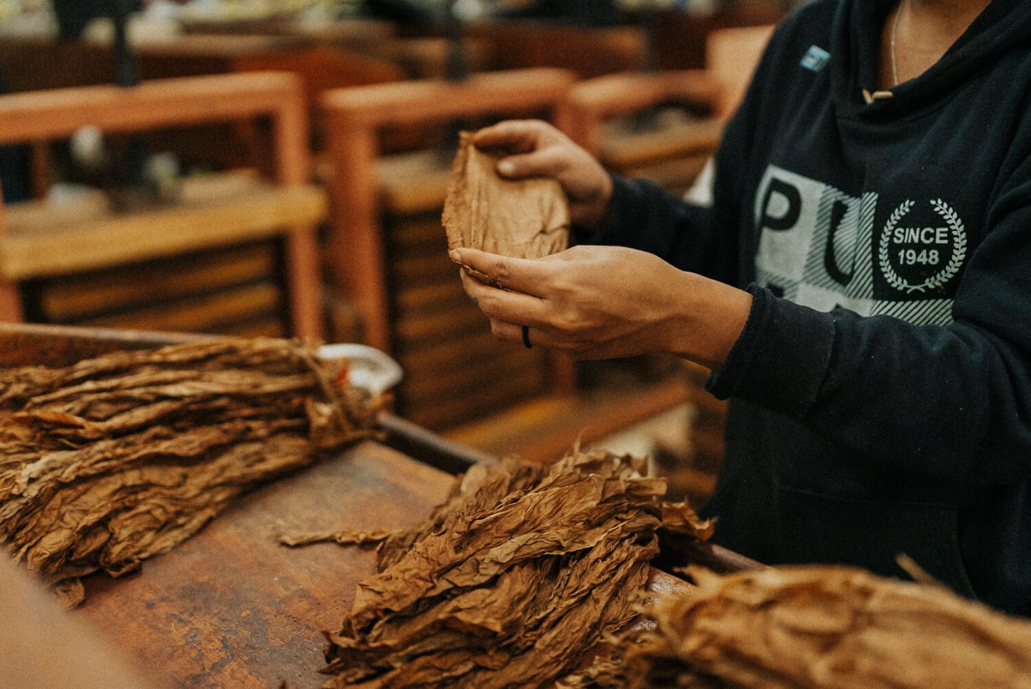 Tobacco Production in Costa Rica: From Field to Hand-Rolled Cigars 66