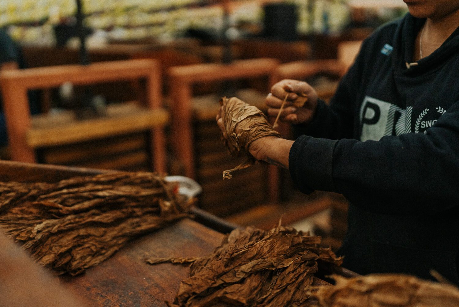 Tobacco Production in Costa Rica: From Field to Hand-Rolled Cigars 68