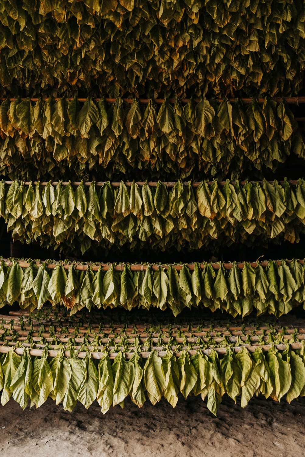 Tobacco Production in Costa Rica: From Field to Hand-Rolled Cigars 44