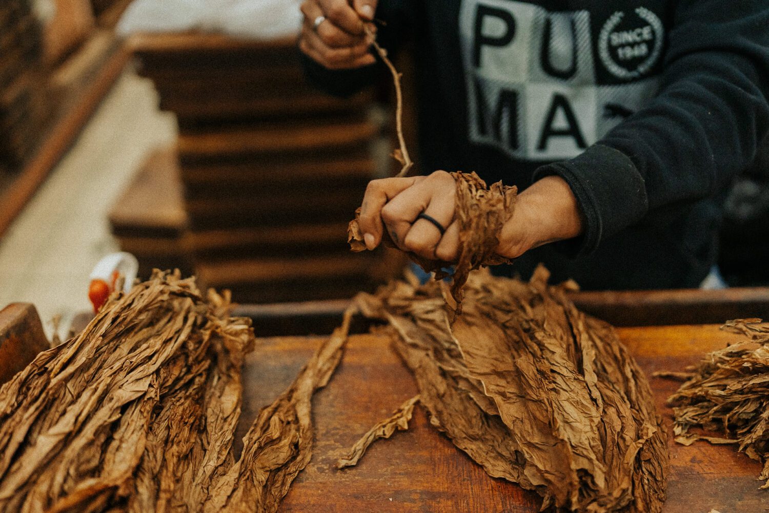 Tobacco Production in Costa Rica: From Field to Hand-Rolled Cigars 70