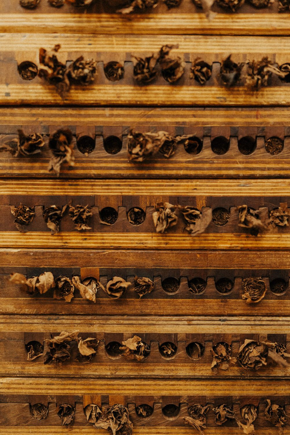 Tobacco Production in Costa Rica: From Field to Hand-Rolled Cigars 90