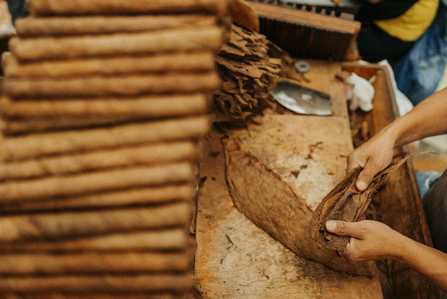 Tobacco Production in Costa Rica: From Field to Hand-Rolled Cigars 88