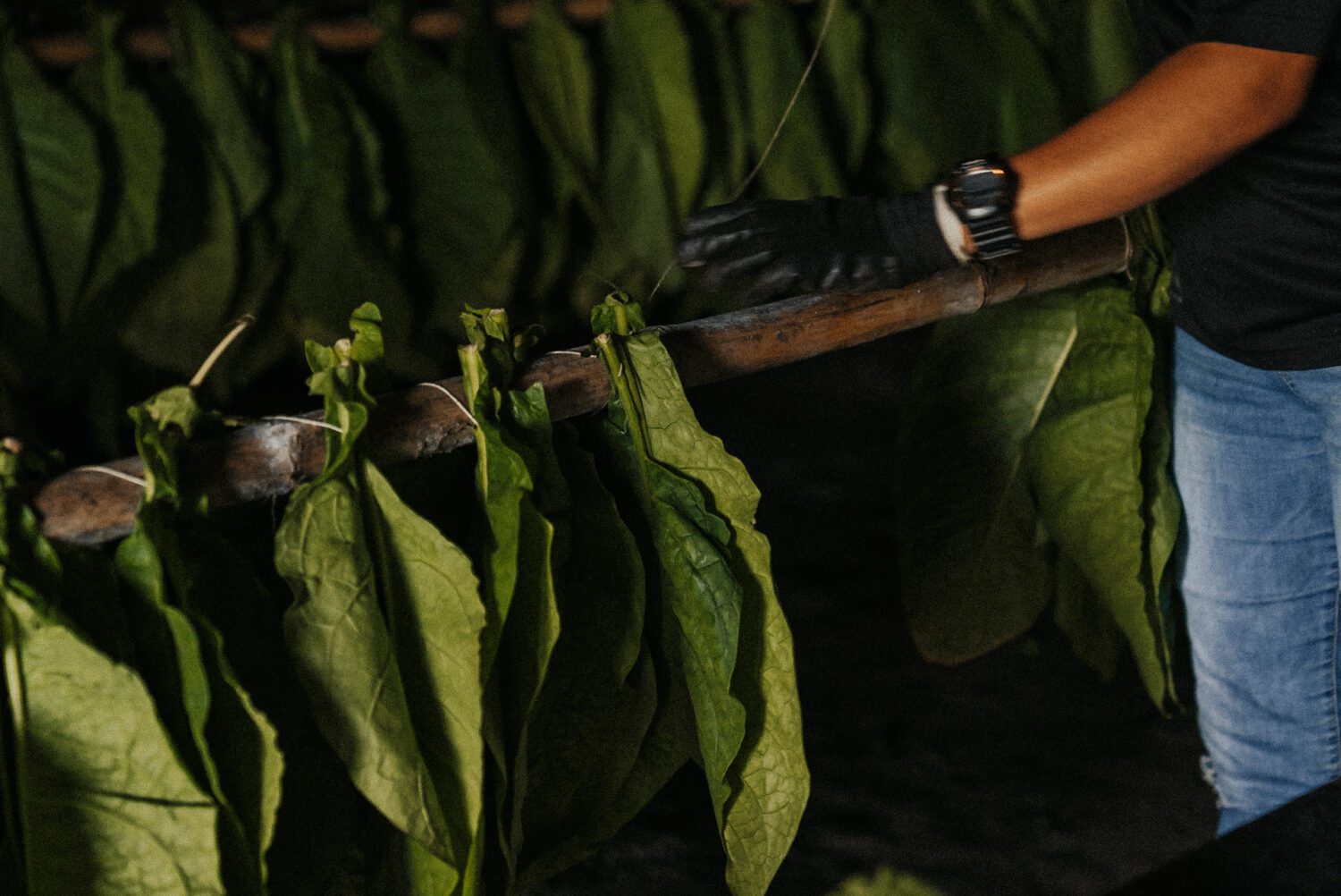 Tobacco Production in Costa Rica: From Field to Hand-Rolled Cigars 38