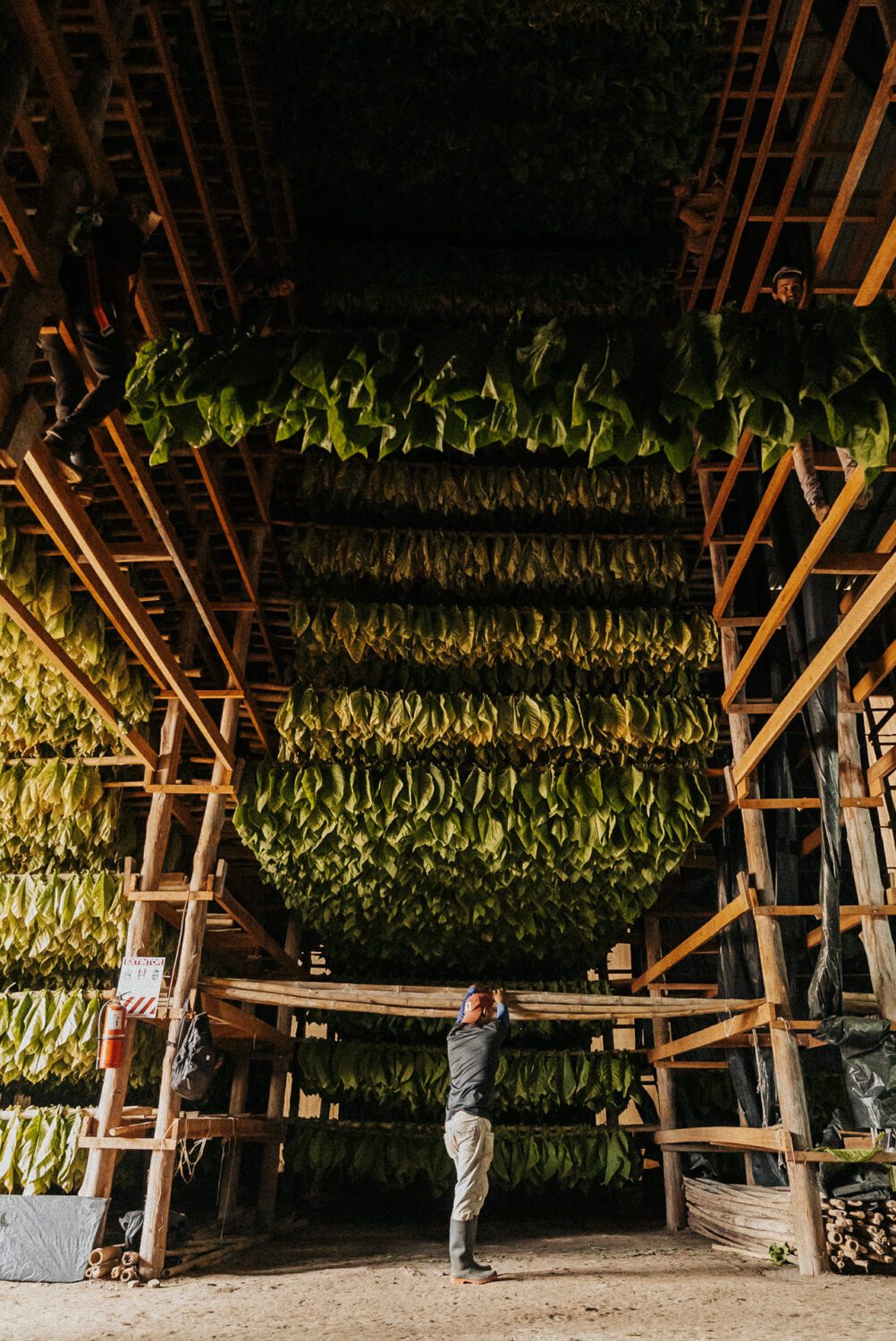 Tobacco Production in Costa Rica: From Field to Hand-Rolled Cigars 42
