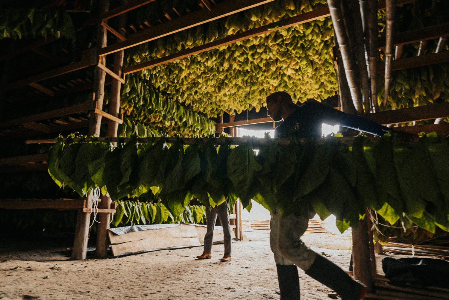 Tobacco Production in Costa Rica: From Field to Hand-Rolled Cigars 40