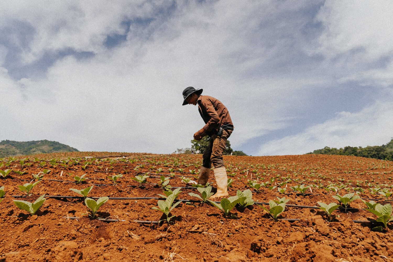 Tobacco Production in Costa Rica: From Field to Hand-Rolled Cigars 6