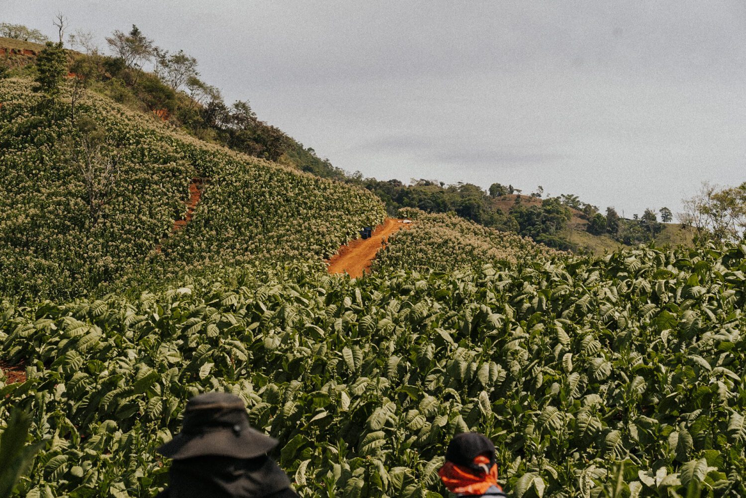 Tobacco Production in Costa Rica: From Field to Hand-Rolled Cigars 8