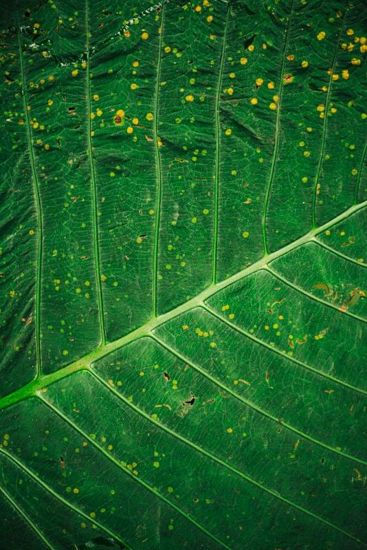 Costa Rica Photographer | Editorial, Commercial & Documentary Photography 275