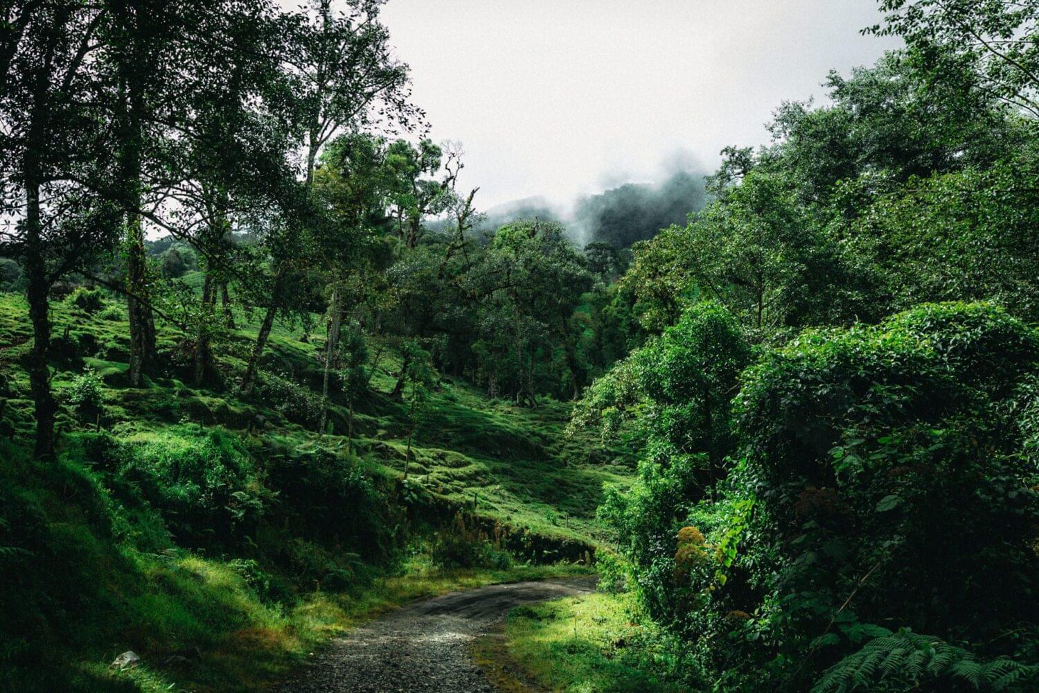 outdoor photography for a light guide of a forest in the morning of a foggy morning in costa rica