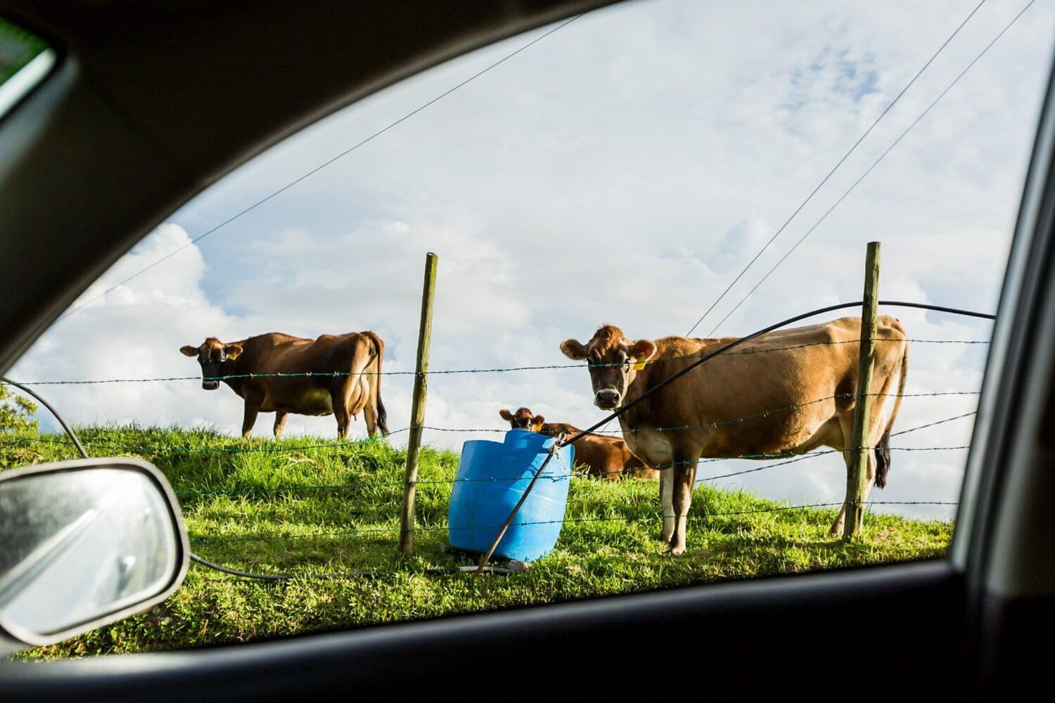 outdoor photography of a group of cows taken from inside the car