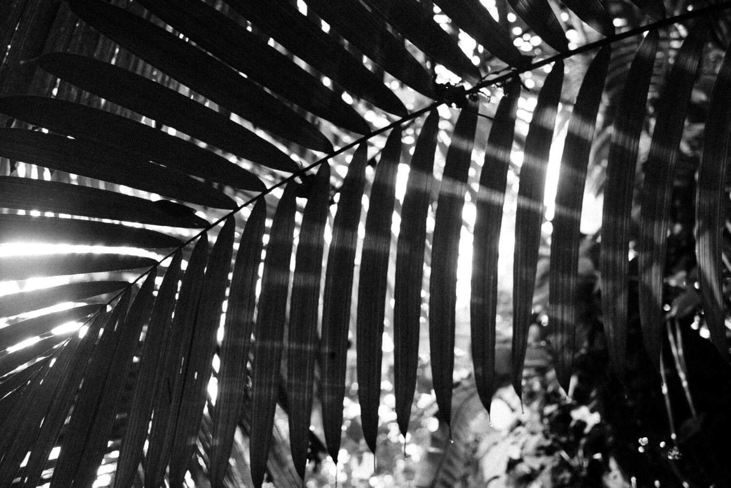 outdoor photography of a palm leave backlighted in black and white