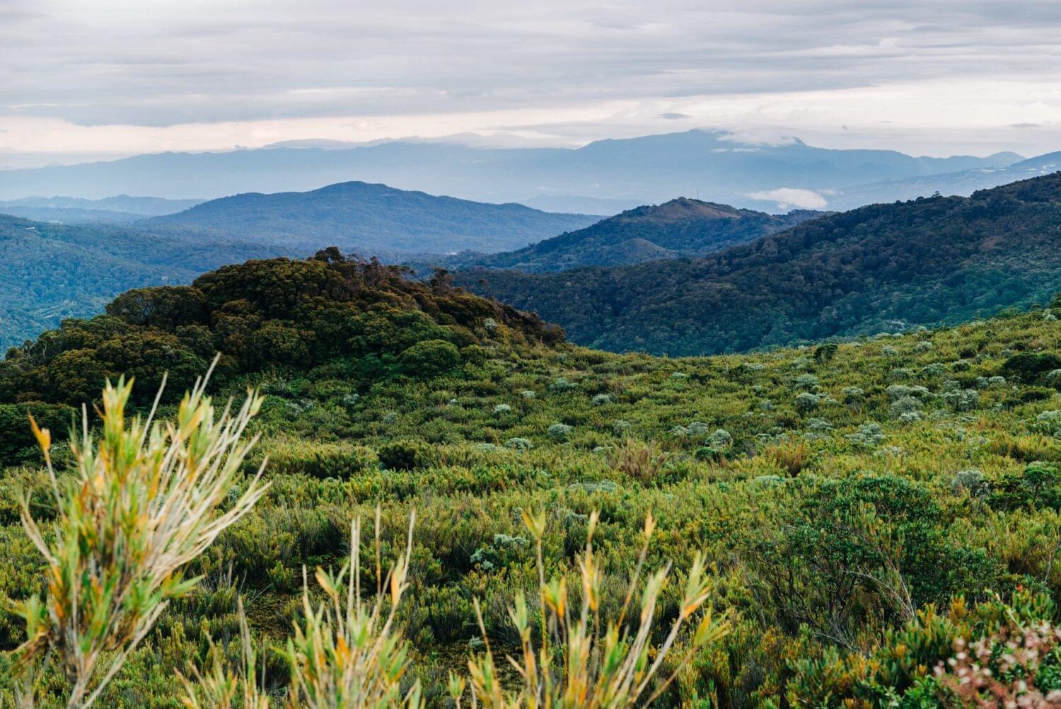 outdoor photography for a light guide of a paramo at cerro de la muerte in costa rica