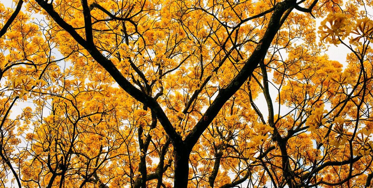 outdoor photography of a cortes amarillo tree with yellow foliage in costa rica