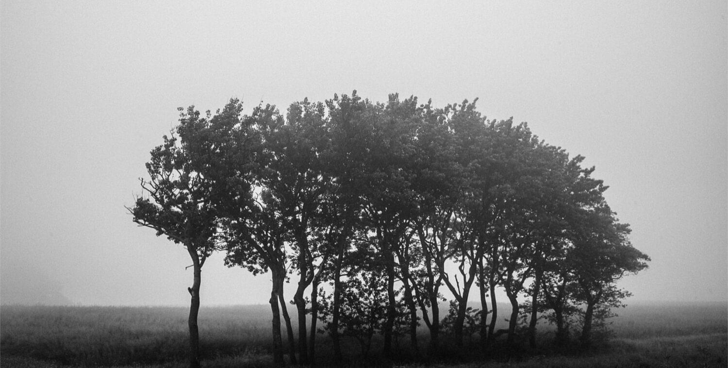 outdoor photography of a group of trees in a empty field covered with a deep mist. 